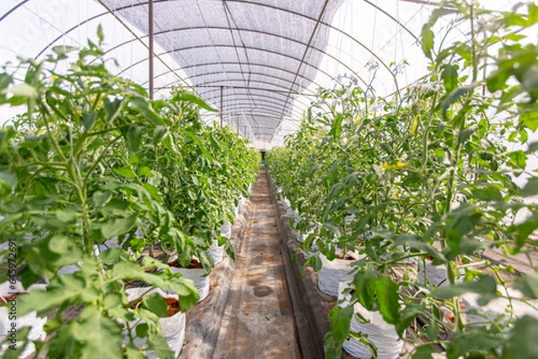 Obraz Tomato in greenhouse