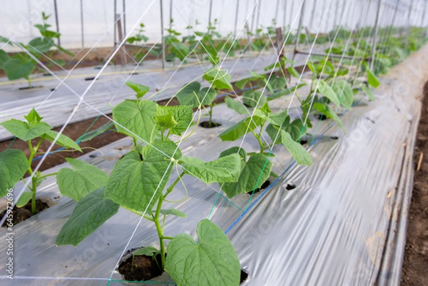 Obraz young cucumber plant