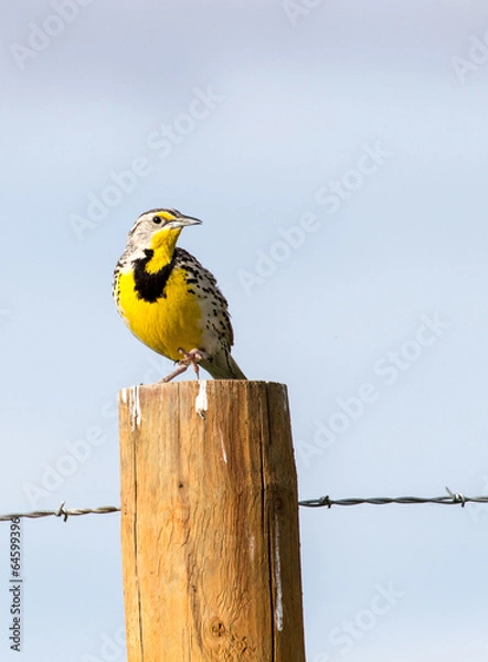 Fototapeta Western Meadowlark