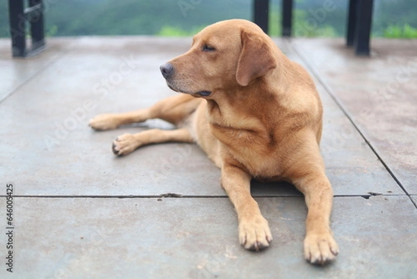 Obraz portrait of a dog