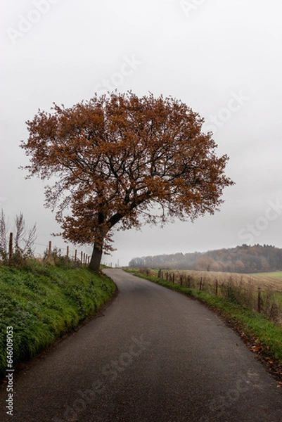 Obraz Country road through a rolling and misty landscape with a lonely tree in autumn colors along it.