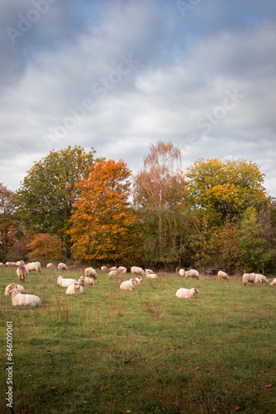 Obraz Flock of sheep against a backdrop of trees in autumn colors and a dramatic sky.