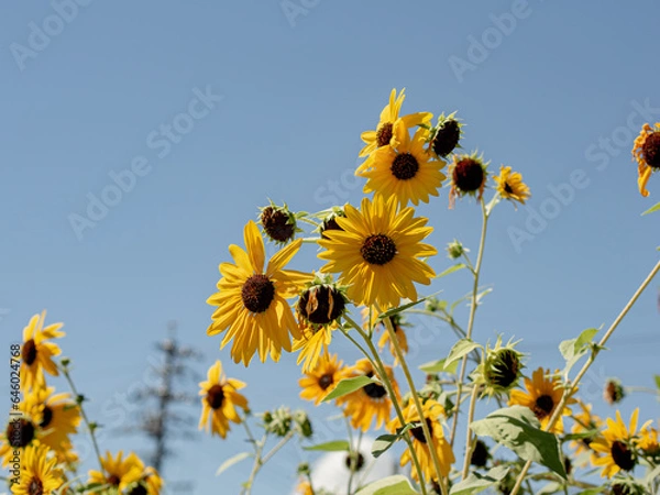 Obraz ルトベキア