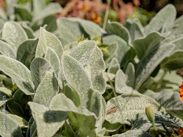 Obraz ラムズイヤー