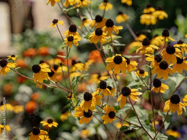 Obraz ルトベキア