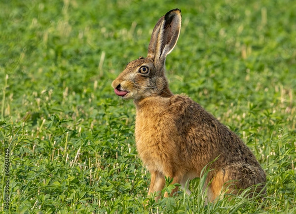 Fototapeta rabbit in the grass