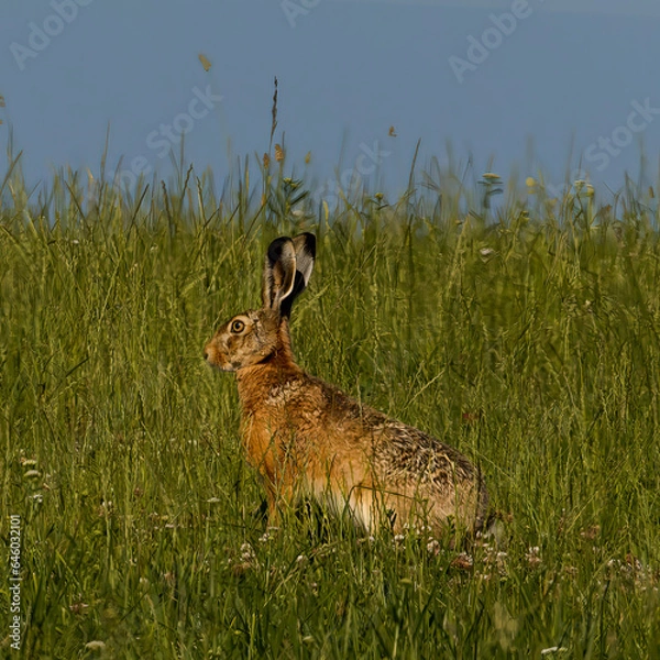 Obraz rabbit in the grass