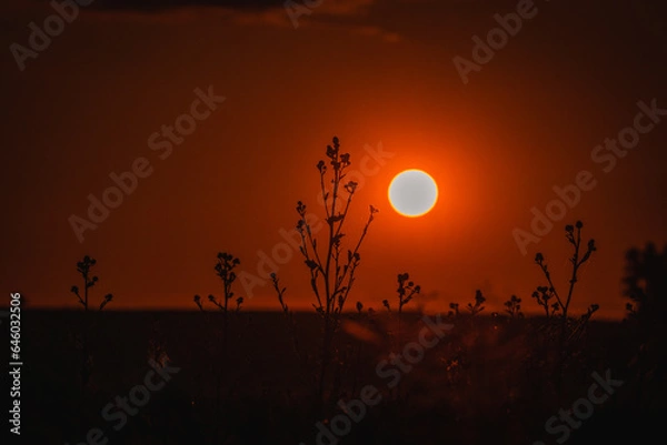 Obraz sunset with tree