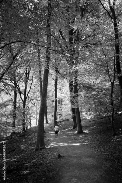 Obraz A person walks through a majestic forest with tall trees in fresh spring leaves in black and white.