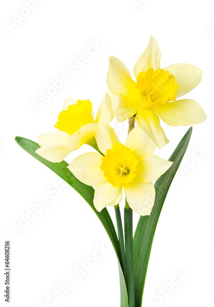 Fototapeta yellow daffodil isolated on a white background
