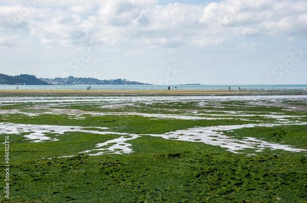 Obraz Green Algae Invasion: Ecological Concern in Saint-Michel-en-Grève, Brittany, France
