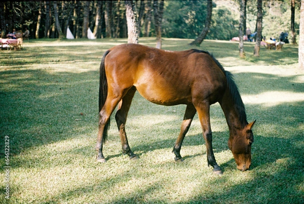 Obraz horse in the meadow