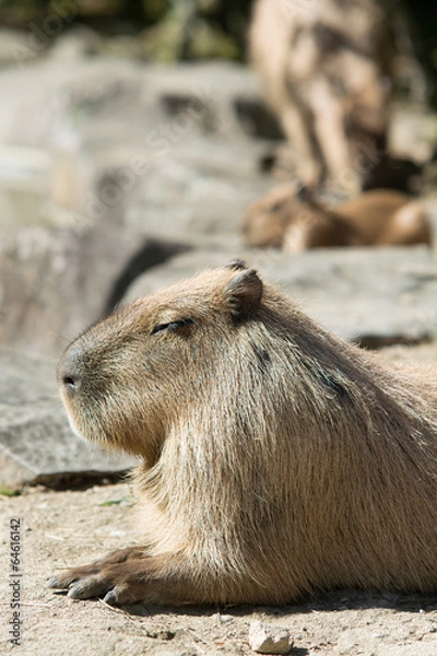 Fototapeta カピバラ