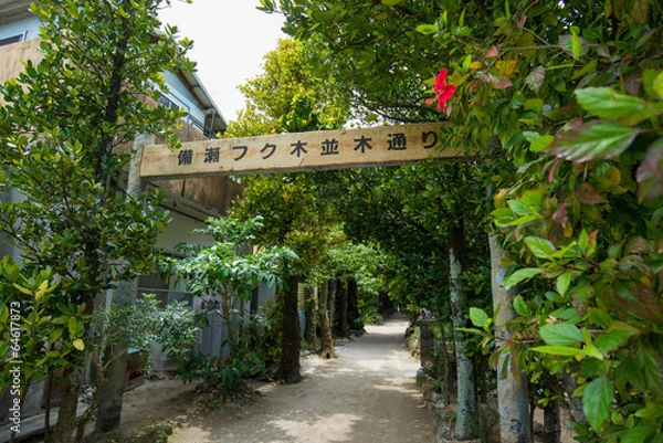 Obraz 備瀬のフクギ並木通り