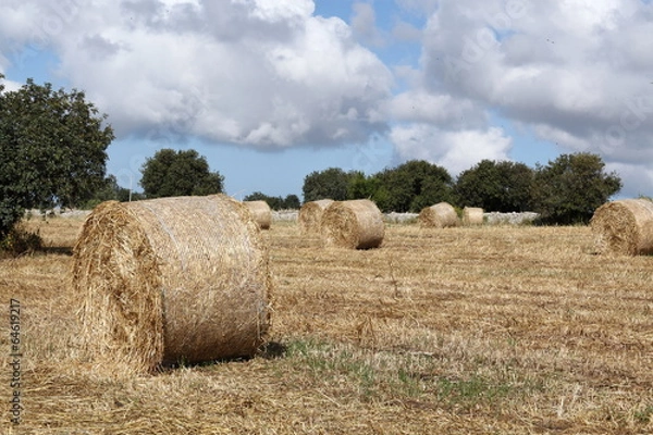 Fototapeta Rotoballe di fieno