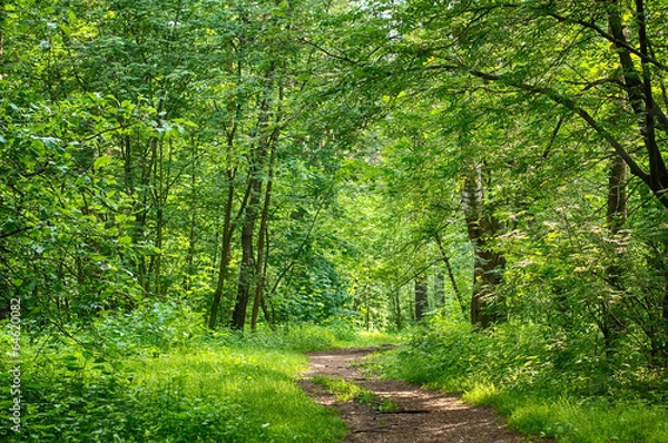 Obraz Ścieżka w drewnie