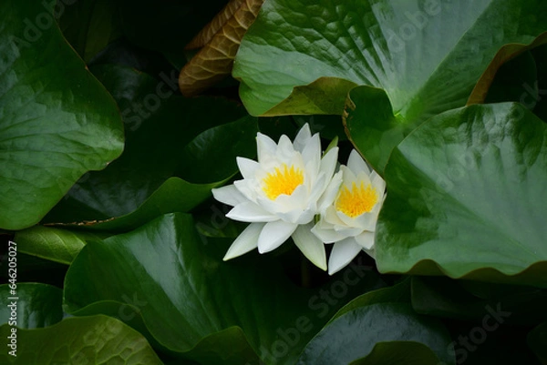 Fototapeta 二つの白いスイレン
