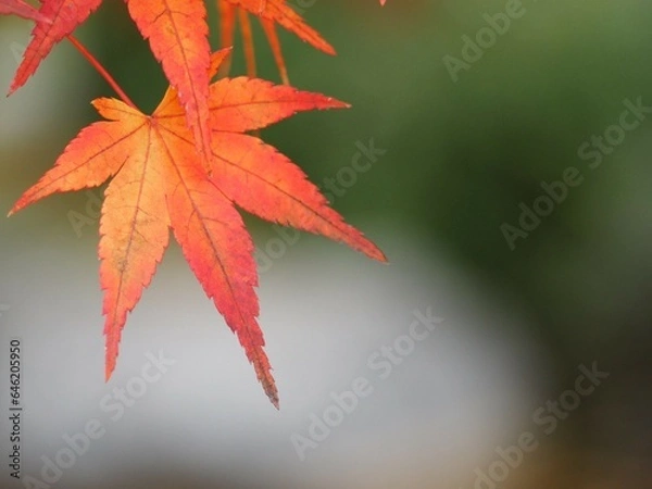 Fototapeta 秋　紅葉したモミジの葉