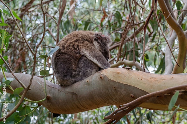 Obraz Sleeping Koala