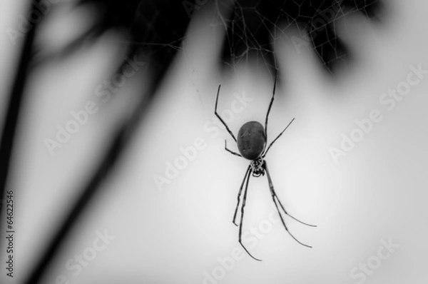 Obraz Golden Orb Weaver Spider - Australia