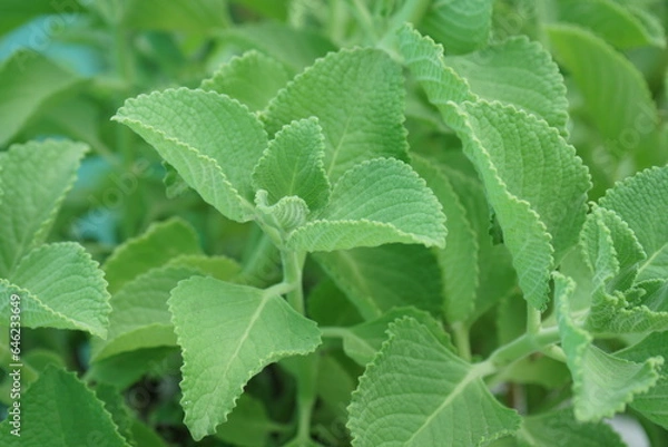 Obraz Indian mint plant ,close up view