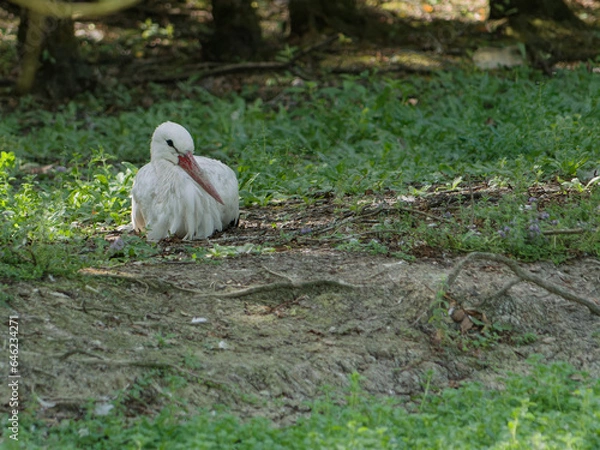 Fototapeta young stork resting in a field