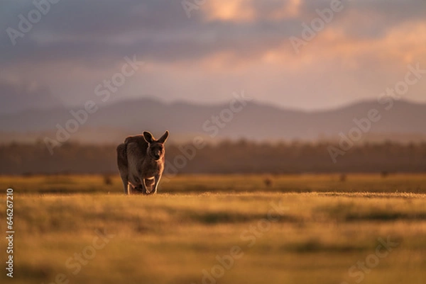 Fototapeta Kangaroo in a field at sunset
