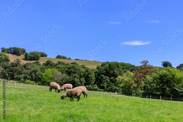 Fototapeta 北海道滝川市、青草を食べるサフォーク種のひつじの群れ【8月】