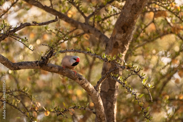 Fototapeta Finch in a tree