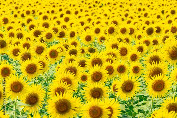 Fototapeta ひまわり畑