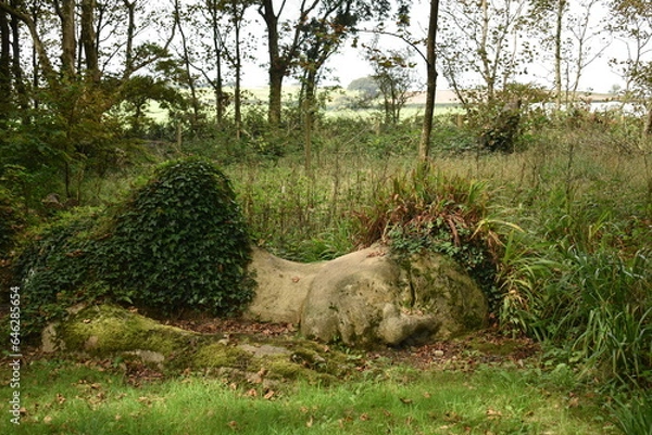 Fototapeta tree in the forest