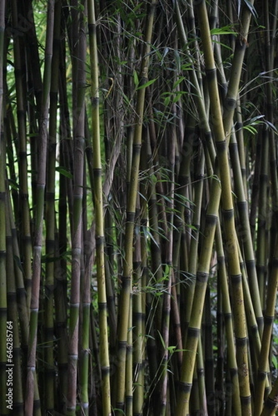 Fototapeta bamboo forest background
