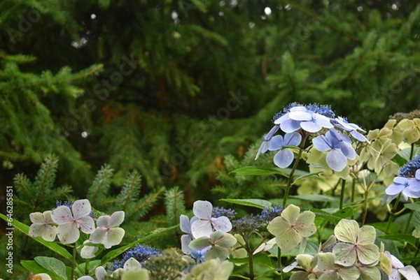 Fototapeta forget me not flowers