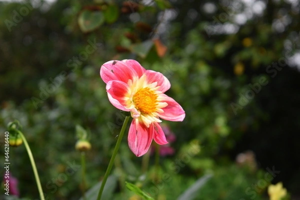 Fototapeta red and yellow flower
