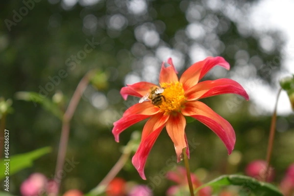 Fototapeta red and yellow flower