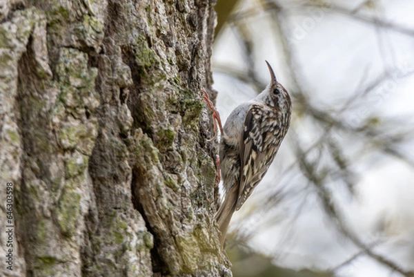 Obraz grimpereau des bois