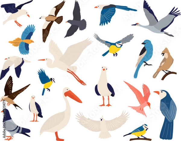 Fototapeta collection of birds of different breeds on a white background vector