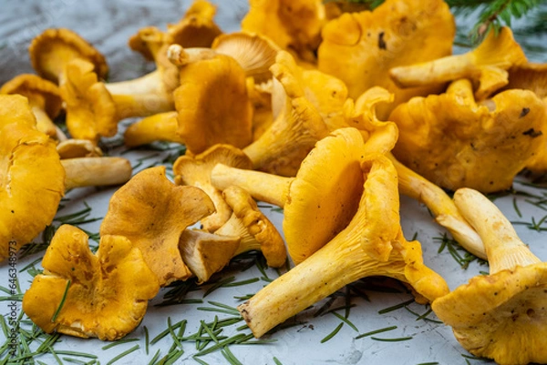 Obraz Fresh forest mushrooms chanterelles, collected mushrooms.