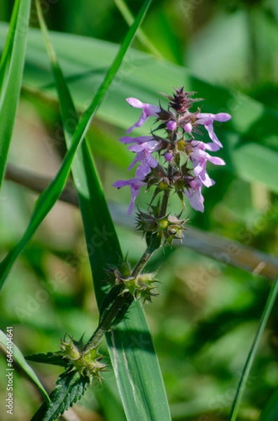 Fototapeta Stachys palustris marsh woundwort marsh hedgenettle in grass