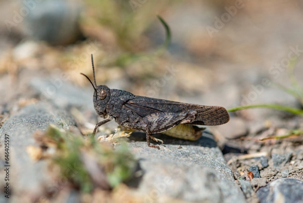 Fototapeta grasshopper on the grass
