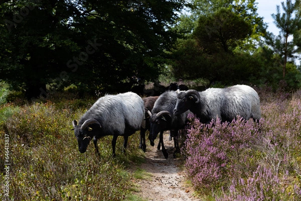 Fototapeta Wunderschöne Heidschnucken mitten in der blühenden Lüneburger Heide