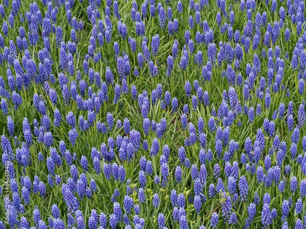 Obraz Traubenhyazinthen Feld