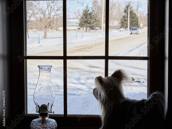 Obraz A dog waiting for its master.