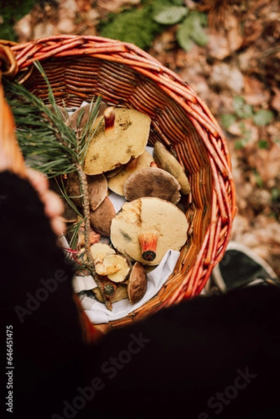 Obraz Pilze im Korb
