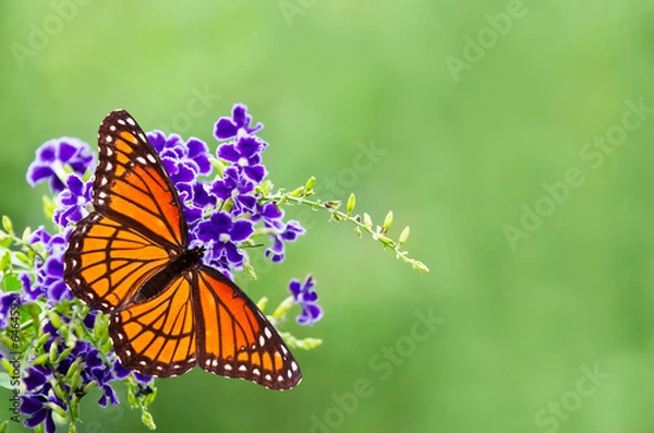 Fototapeta Wicekról motyl (Limenitis archippus) na niebieskich kwiatach