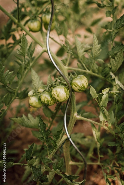 Obraz Tomate Violet Jasper