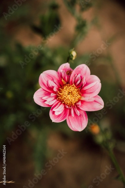 Obraz rosa-gelbe Dahlie