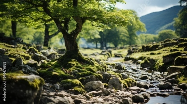 Obraz single shady tree covered in moss