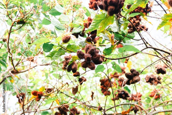 Obraz annatto tree