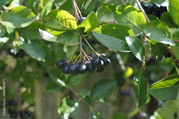 Fototapeta Bunches of chokeberry. A source of vitamins. Ripe berries of chokeberry.